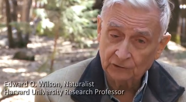 Image of E.O. Wilson with the text "Edward O. Wilson, Naturalist. Harvard University Research Professor".