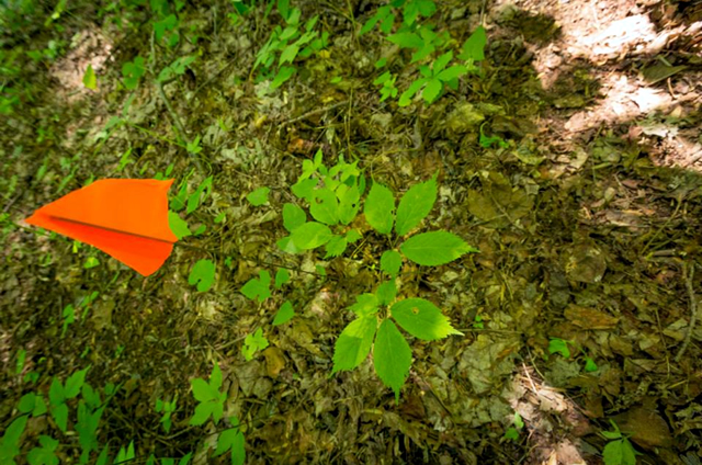 Flagged ginseng plant.