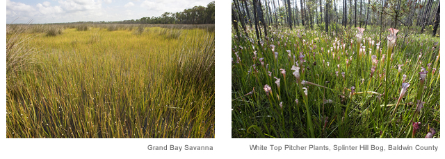 Grand Bay Savanna
White Top Pitcher Plants, Splinter Hill Blog, Baldwin County
Photo by: Alex Harris