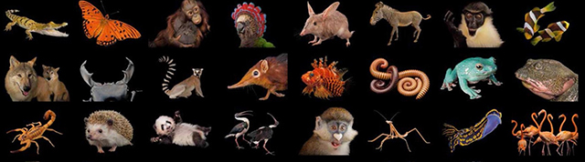Image of 24 animals banners