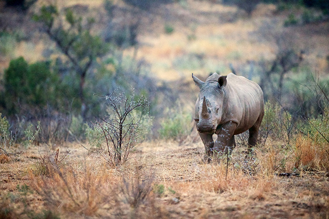 Image of a rhino.