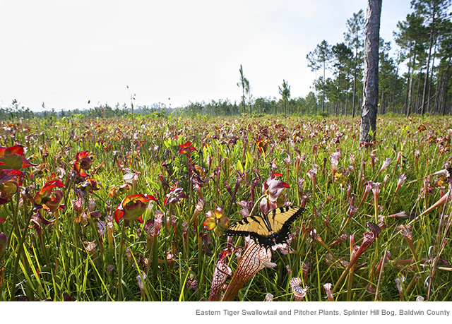 Image of the Eastern Tiger Swallowtail and Pitcher Plants. 