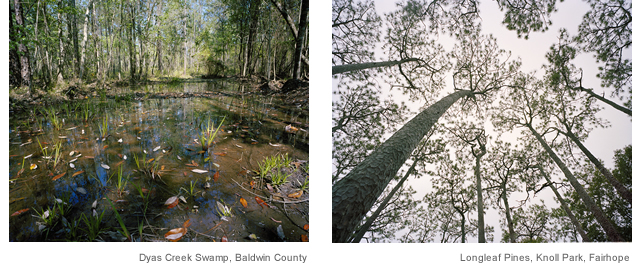 Dyas Creek Swamp, Baldwin County
Longleaf Pines, Knoll Park, Fairhope