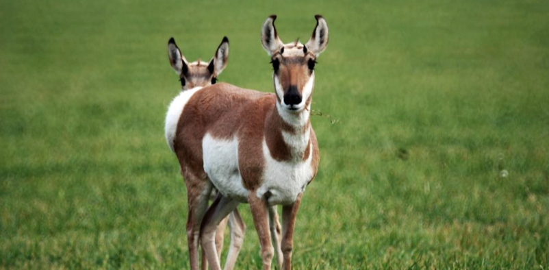 Image of a Pronghorn.