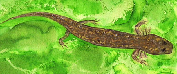 Drawn image of a salamander.