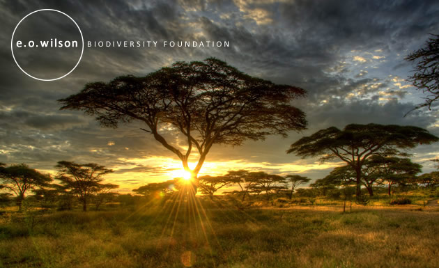 E.O. Wilson Biodiversity Foundation logo on the savanna.