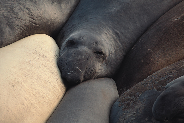 Northern Elephant Seals at Piedras Blancas, California. 