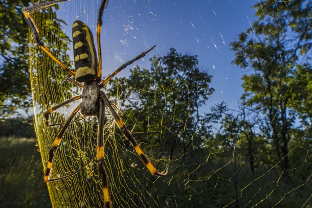 A giant spider in Mozambique’s Gorongosa National Park.