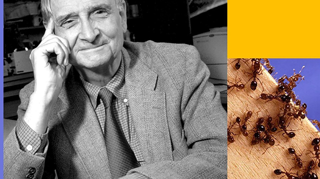 Image of E.O. Wilson next to an image of ants. 