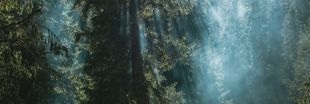 Image of the sun coming through the trees.