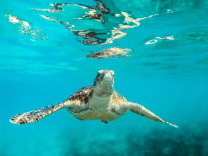 Image of a turtle in the ocean.