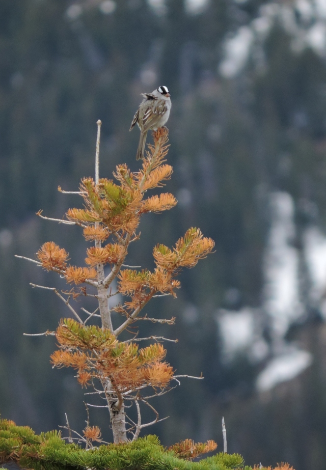 Image of a white-crowned sparrow. 