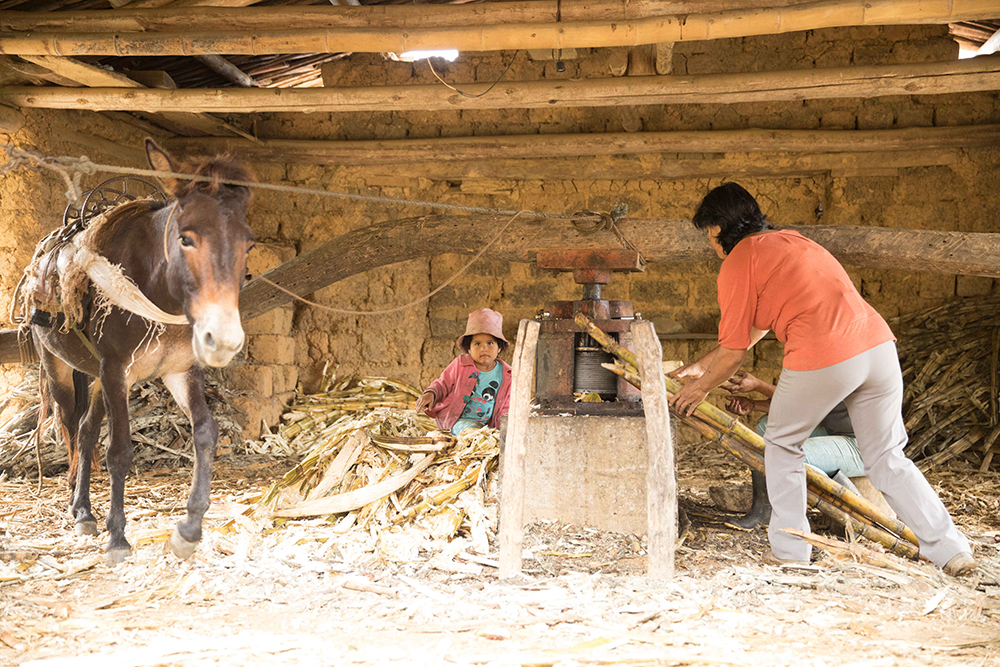 Woman working a faucet next to a donkey.