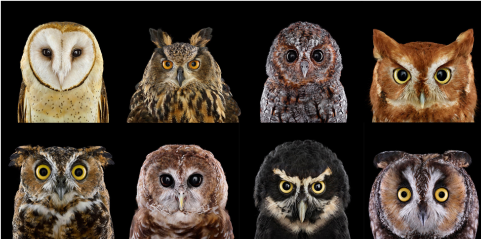 Image of eight different kinds of owls.