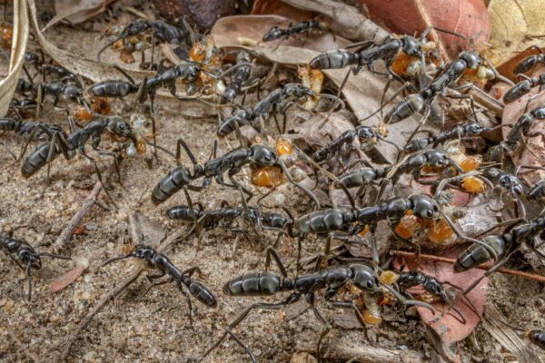 Ant colony.