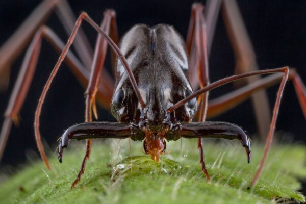 Close up of an ant.