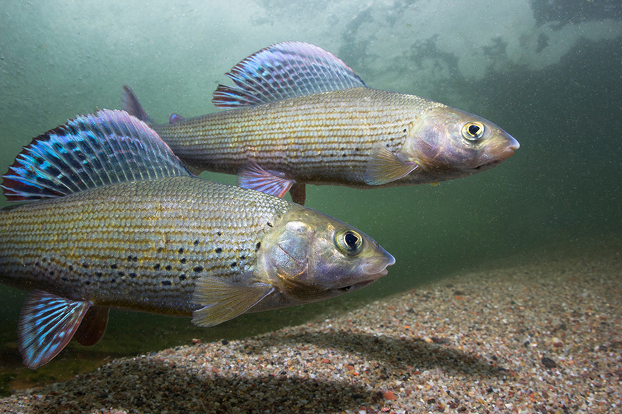 Image of two fish in the water.