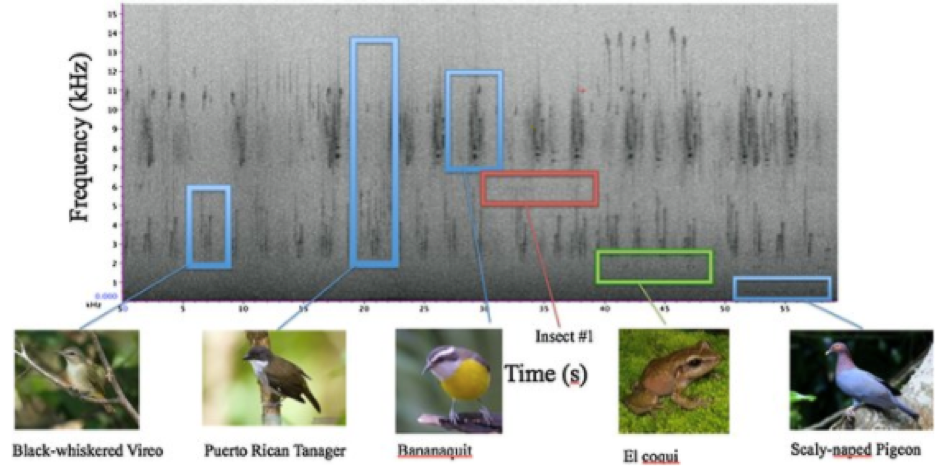 Image of different frequencies for birds and a frog.
