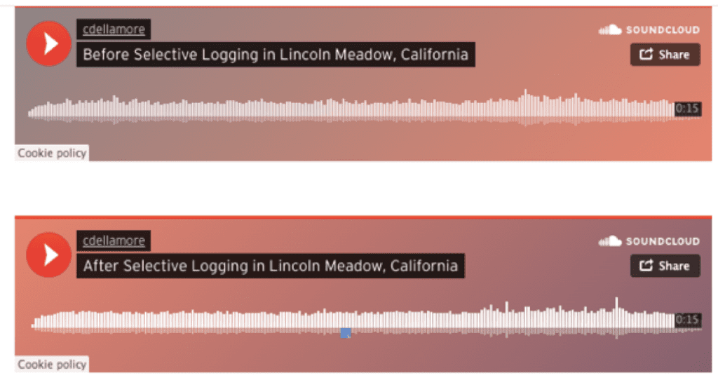 Screenshot of two sound cloud links. The first one reads, "Before selective logging in Lincoln Meadow, California" and the latter says "After selective logging in Lincoln Meadow, California".