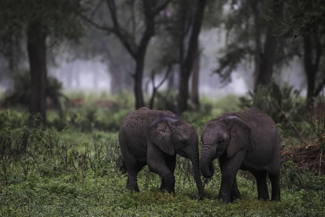 Image of two baby elephants.