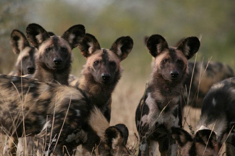 Image of a pack of wild dogs. 