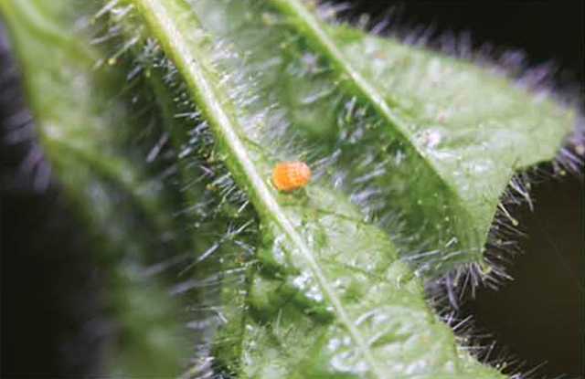 Close up of a leaf.