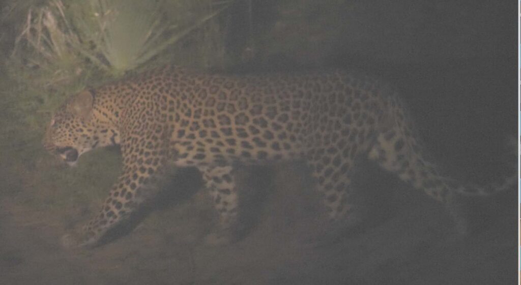Image of a leopard at night.
