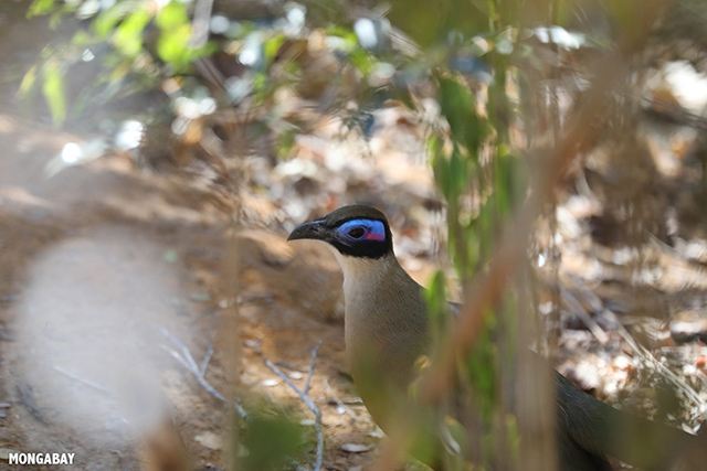 Giant Coua in Kirindy Forest in Madagascar. 