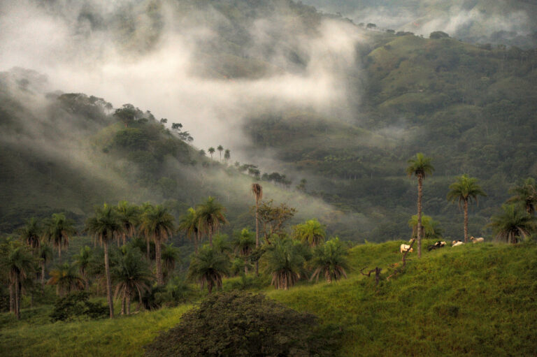 Tropical cloud forest in Monteverde Costa Rica.