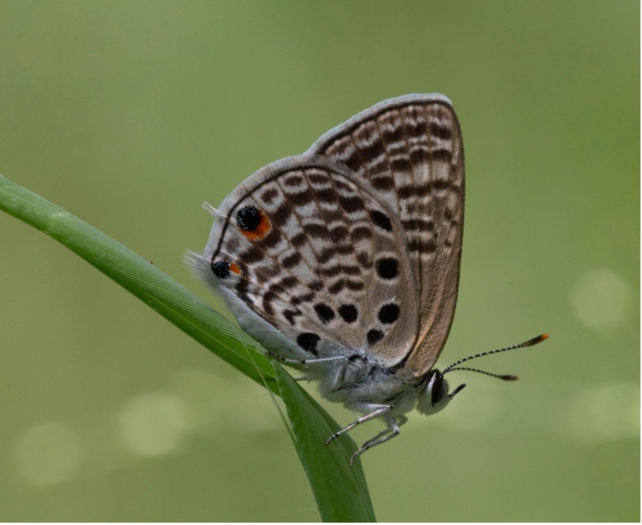 Lycaenidae butterfly