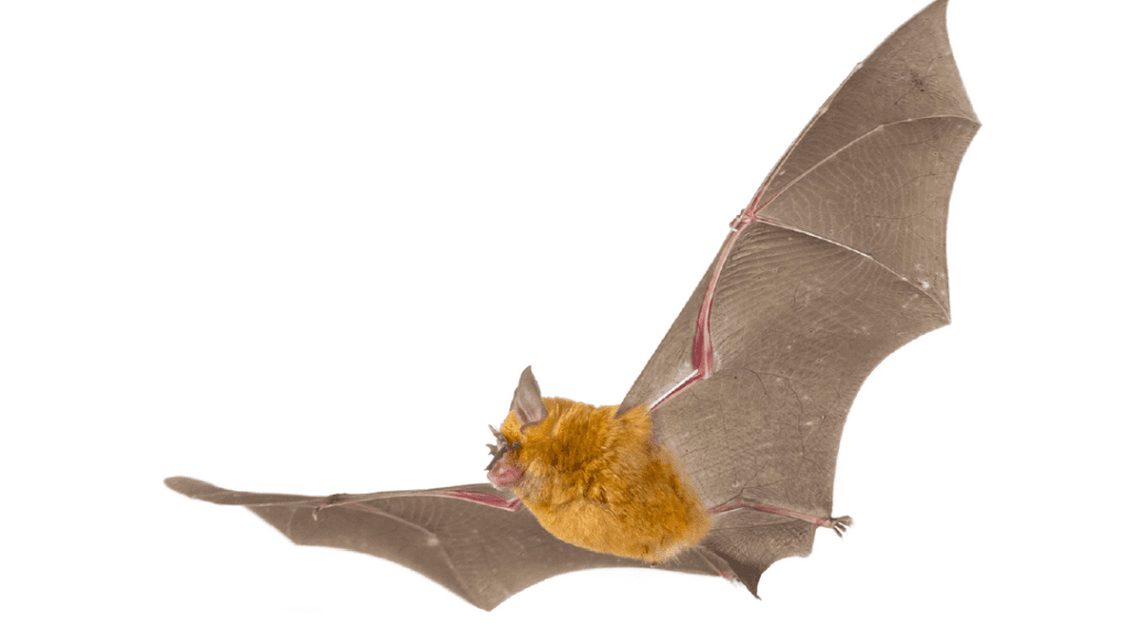 Image of a bat flying in the air.