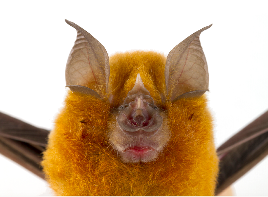 Image of a close up of a bat.