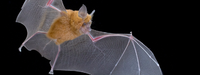 Image of a bat flying in the air.