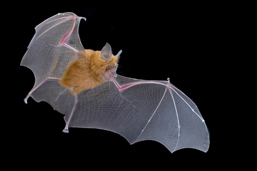 Image of a bat flying in the air.