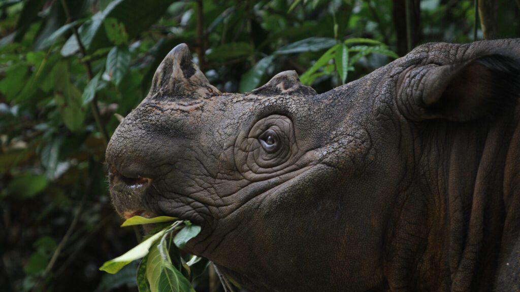 A rhino eating leaves.