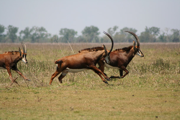 Image of antelope running in a field.