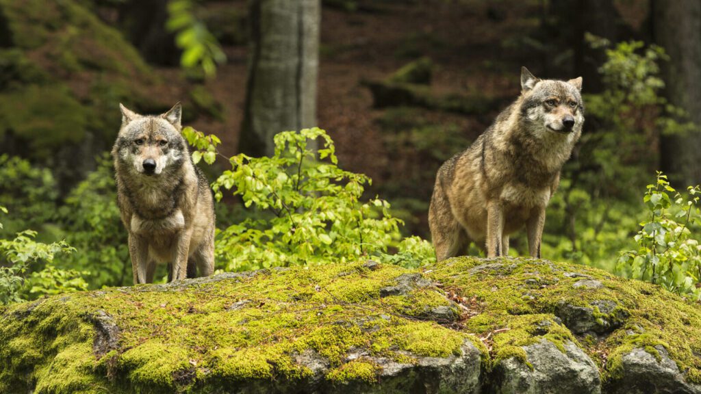 Two wolves in the forest.