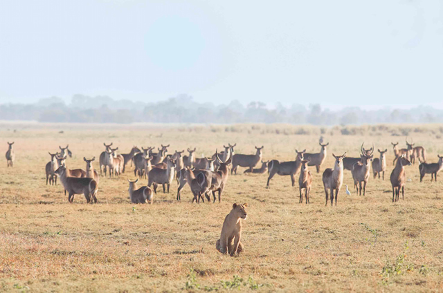 Image of a lion sitting in a field with antelope.