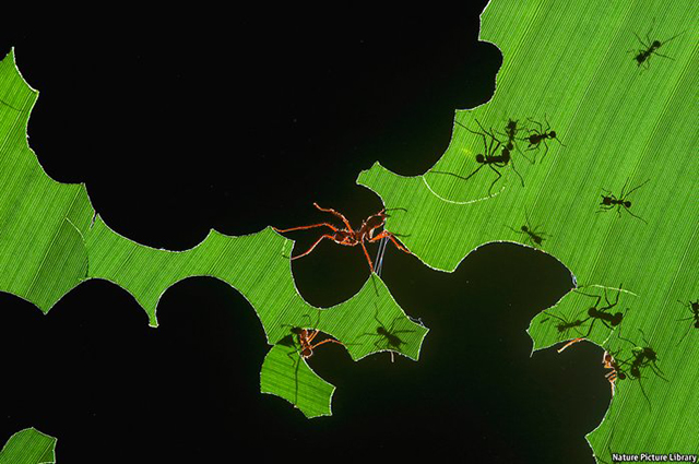 Ants on a leaf.