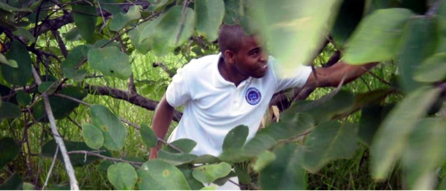 Image of a man walking through trees.