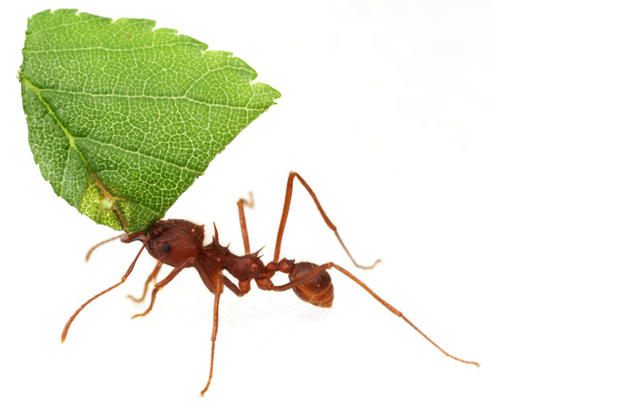 Image of the Texas Leafcutter Ant.