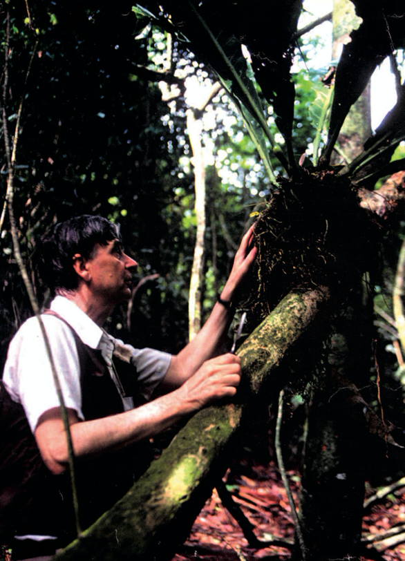 Wilson examining an epiphyte.