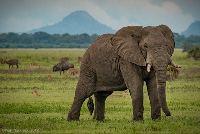 Image of an elephant in the field.