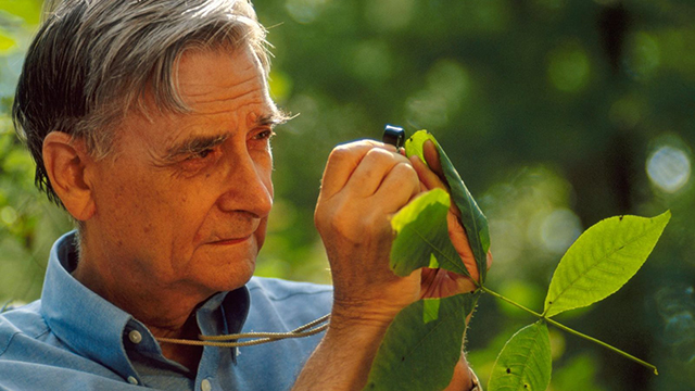 E.O. Wilson studying a leaf.