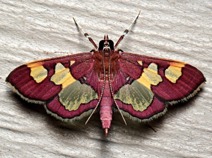 Image of a colorful moth.