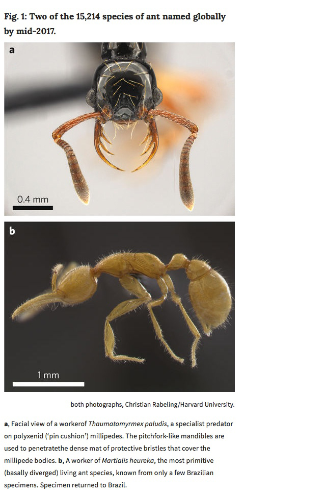 Two close-up pictures of an ant. 