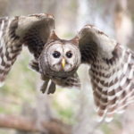 Image of an owl flying.