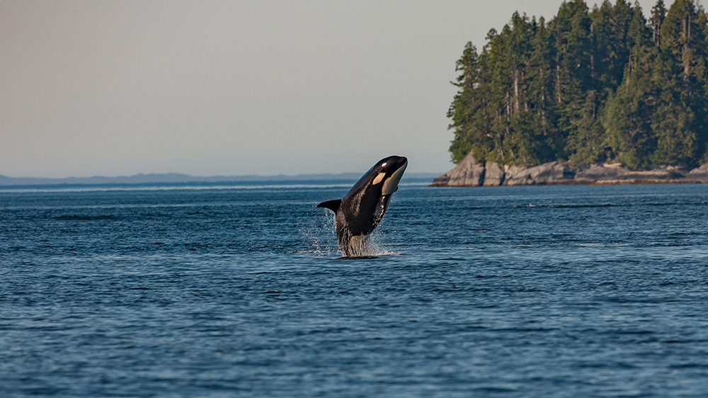 Image of a whale jumping out of the water.