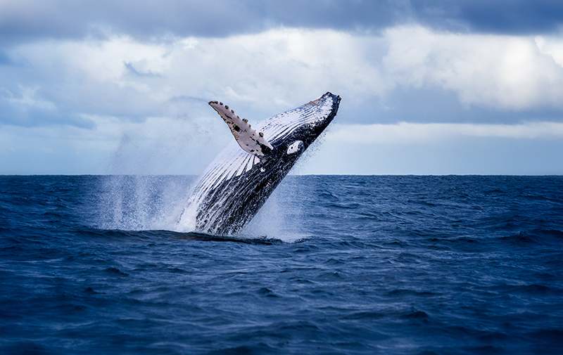Humpback whale jumping out of the ocean.