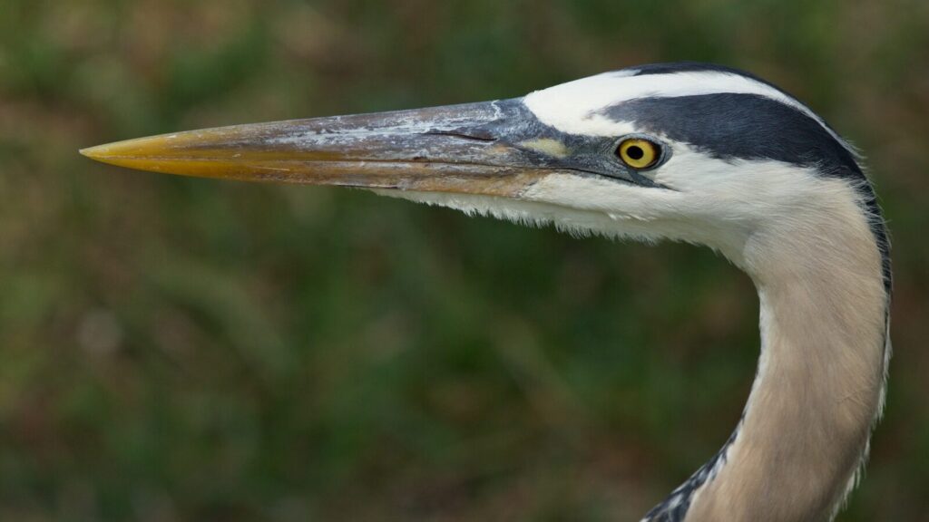 Close up of a bird.